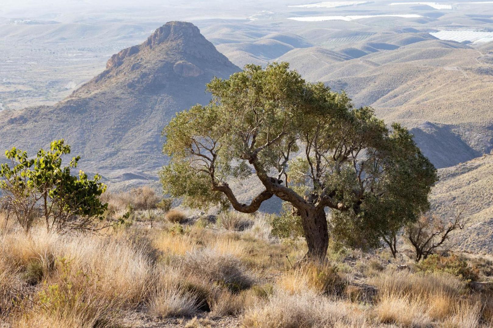 Cortijo El Albaricoque De La Sierra - Finca De 75 Hectareas ! Níjar Exteriör bild