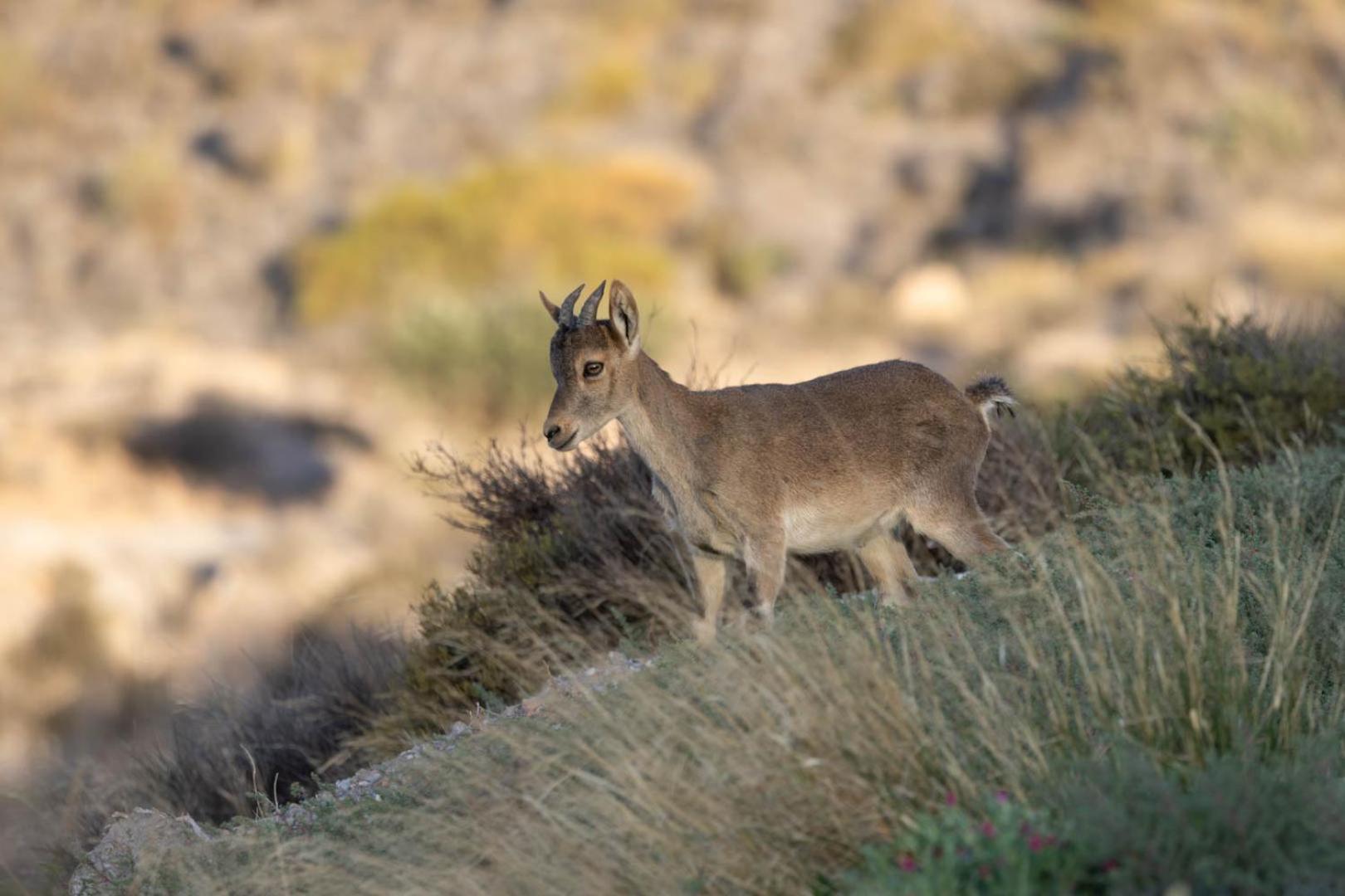 Cortijo El Albaricoque De La Sierra - Finca De 75 Hectareas ! Níjar Exteriör bild